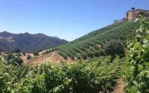 San Diego Winery Tasting Tour Limo Services, Limousine, Transportation, Sedan, SUV, Charter, Shuttle, Wine Cabernet, Sauvignon, Chardonnay, Merlot, Zinfandel, Party Bus, North County, Escondido, Temecula, Bernardo Winery